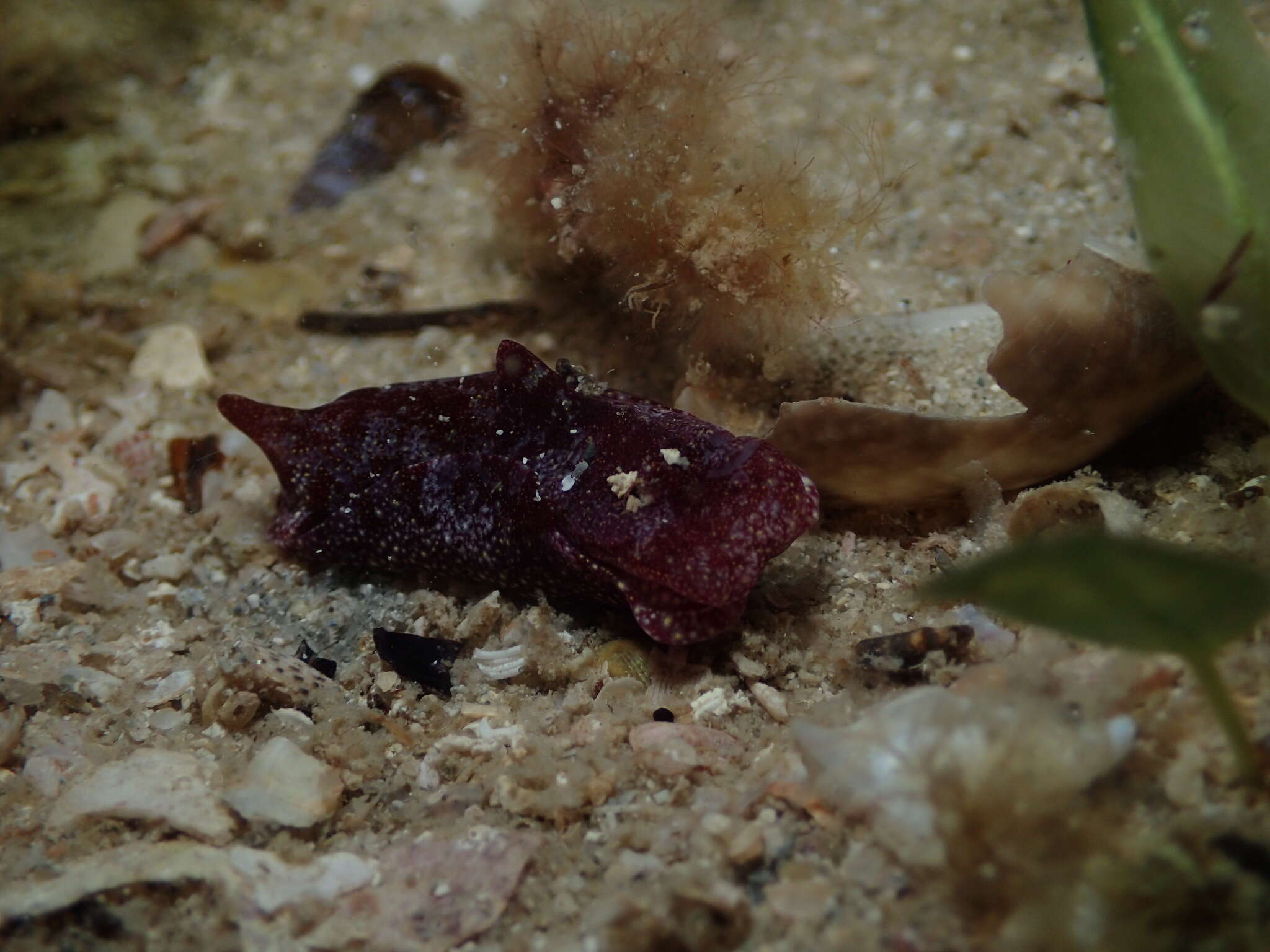 Image de Spinophallus falciphallus (Gosliner 2011)