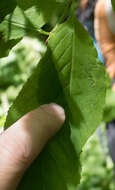 Imagem de Euonymus occidentalis subsp. occidentalis