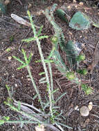 Image of Christmas Cactus