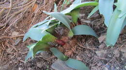 Haemanthus barkerae Snijman的图像