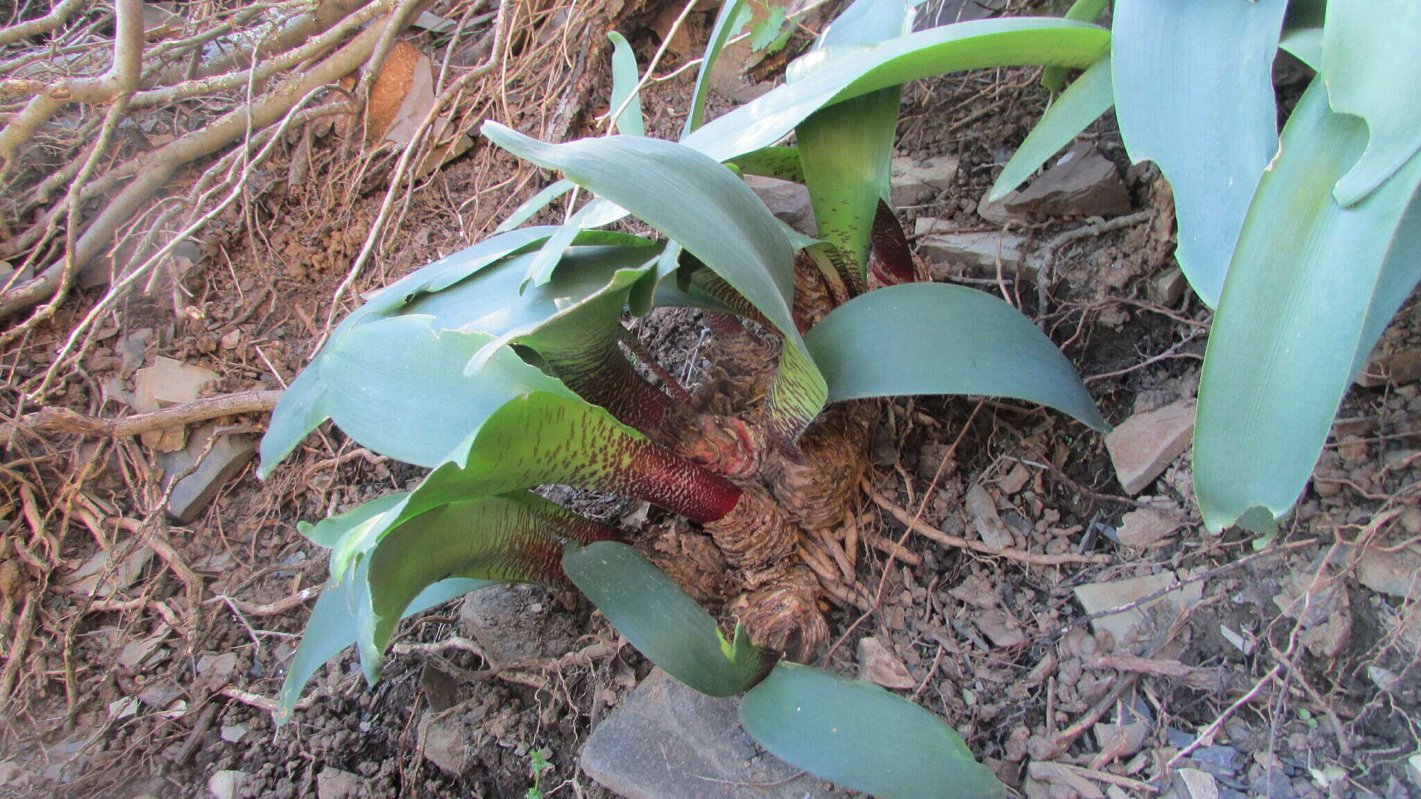 Haemanthus barkerae Snijman的图像