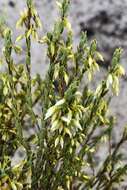 Image of Leucopogon woodsii F. Muell.