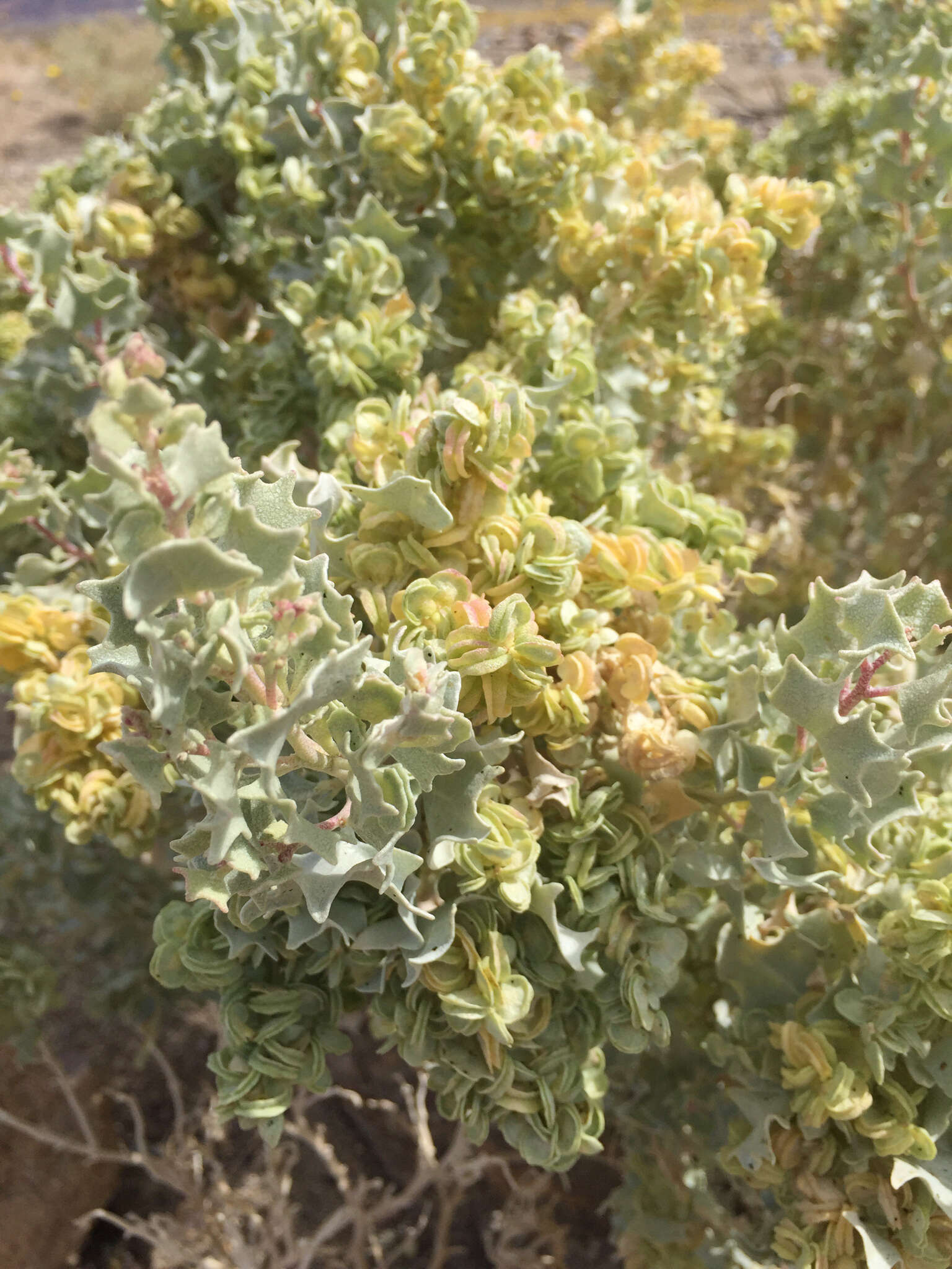 Image de Atriplex hymenelytra (Torr.) S. Wats.