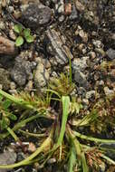 Image of bearded flatsedge