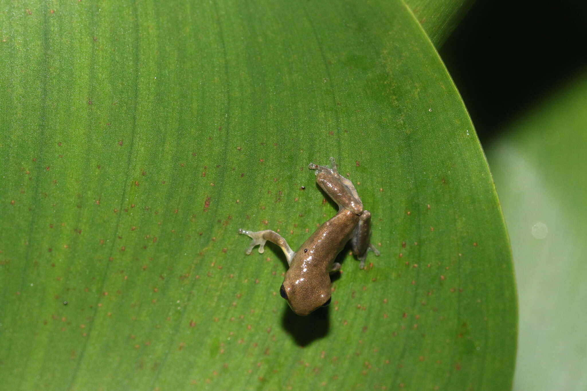 Imagem de Dendropsophus carnifex (Duellman 1969)