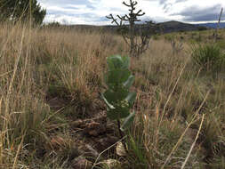 Image of broadleaf milkweed