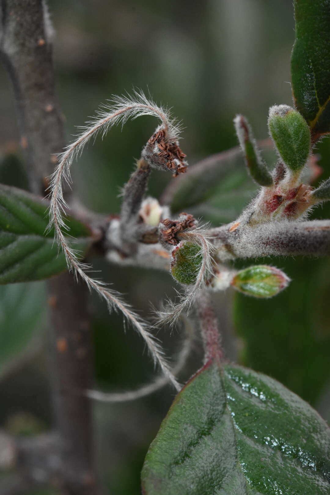 Image of Cercocarpus fothergilloides Kunth