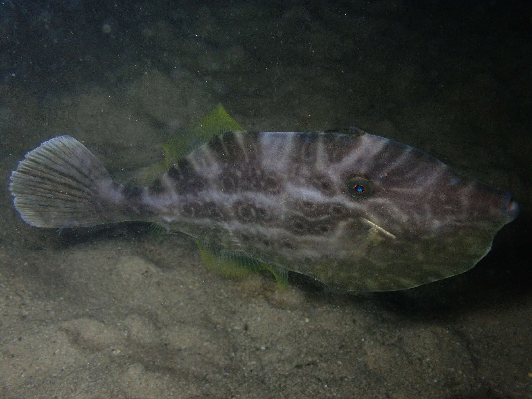 Image of Batfish