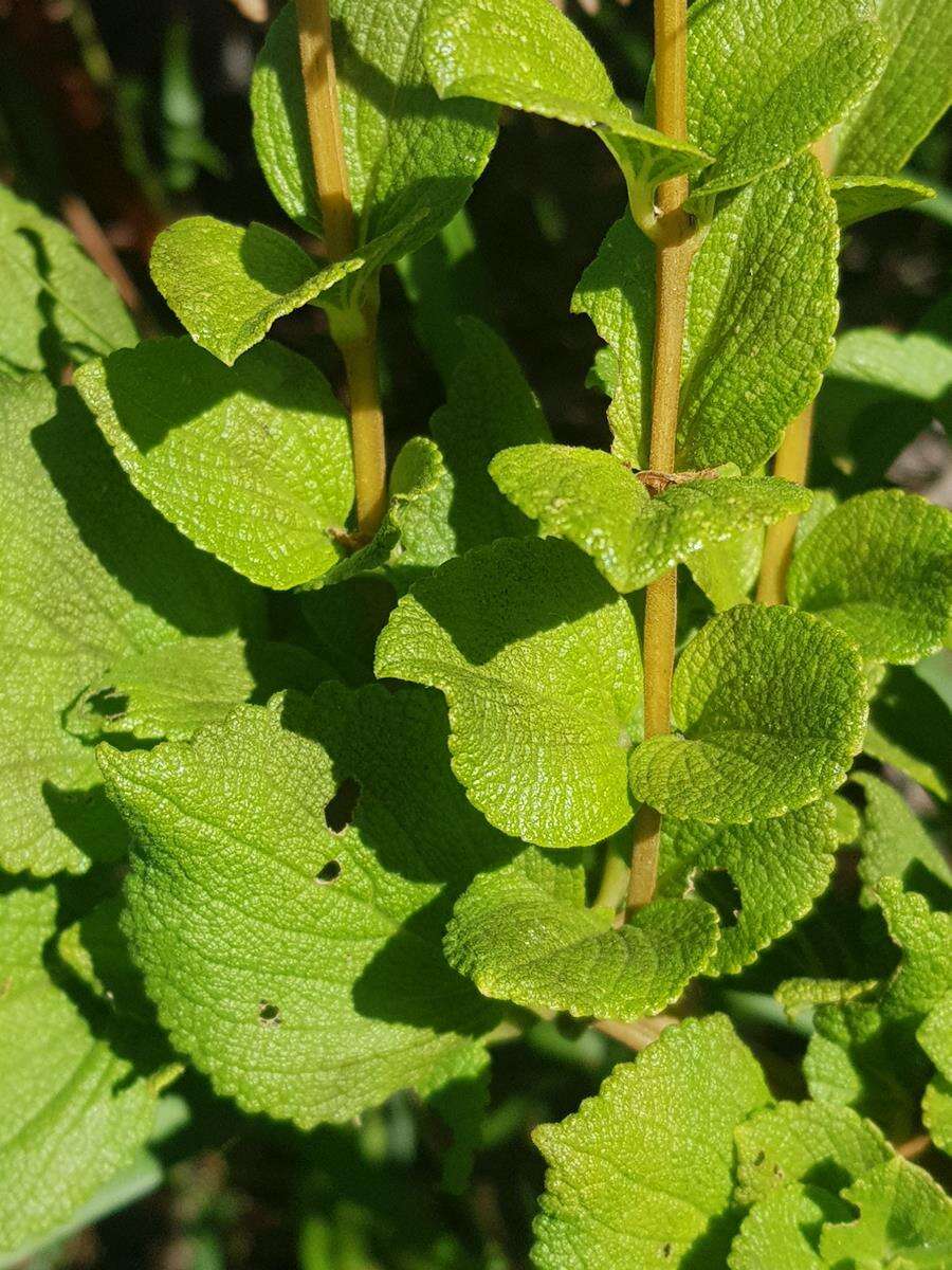 صورة <i>Coleus calycinus</i>