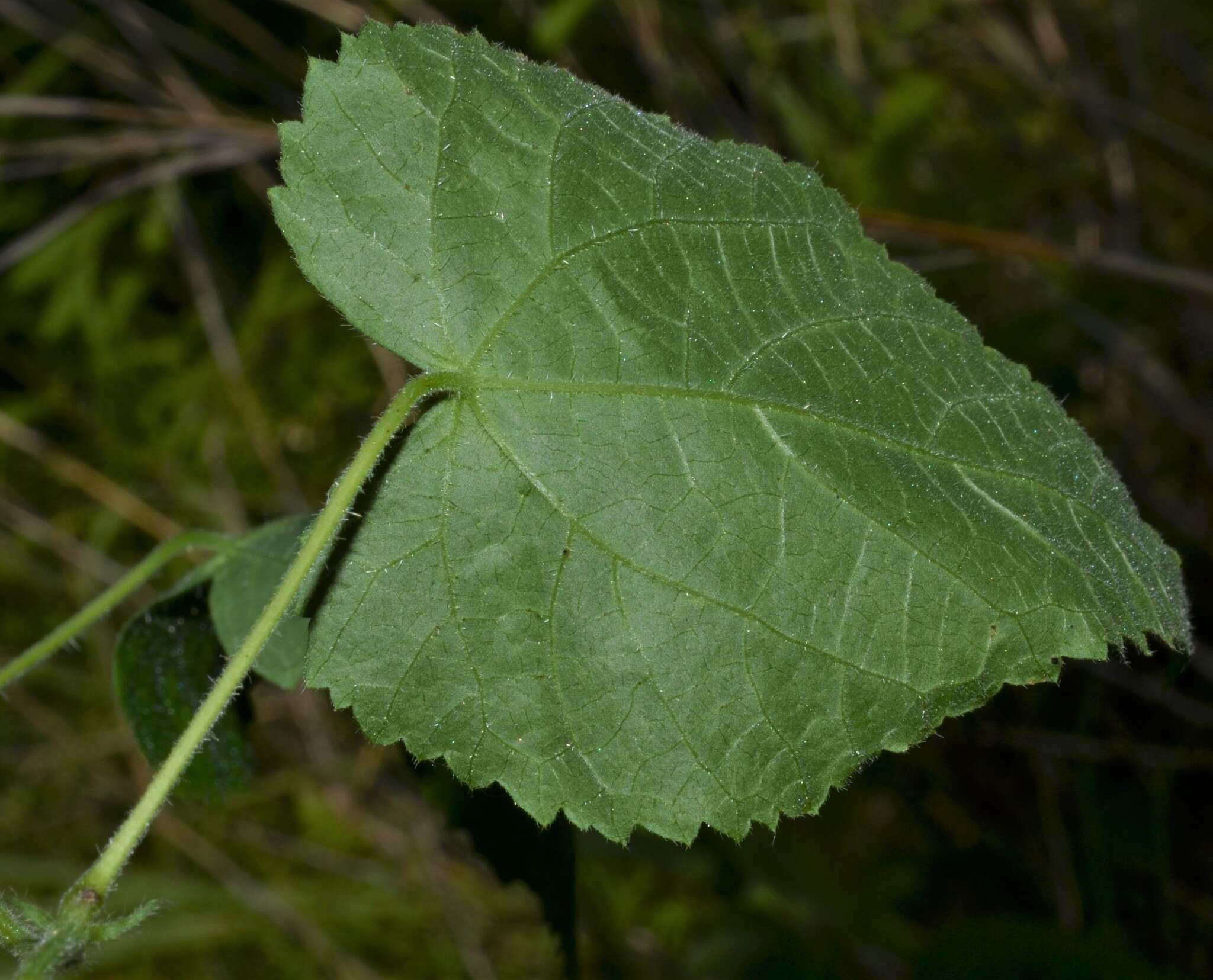 Imagem de Tragia cordata Michx.