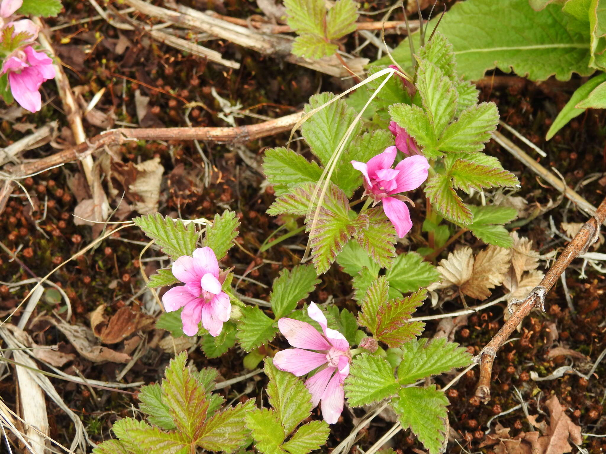 Image of arctic raspberry