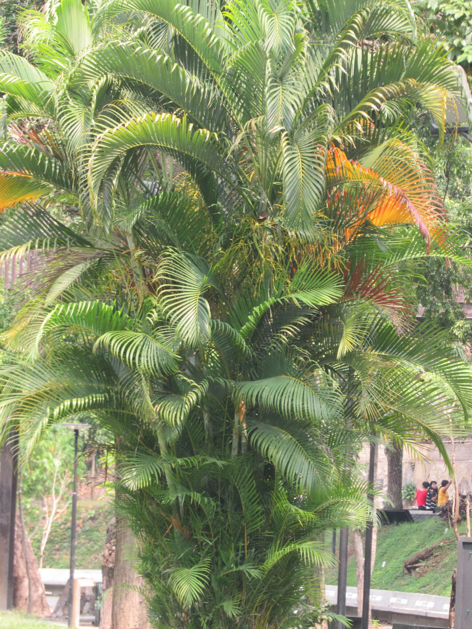 Image of Areca Palm