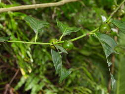 Sivun Diospyros maritima Blume kuva