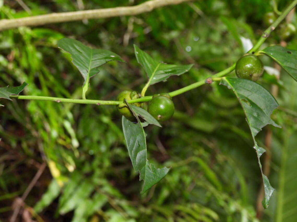 Image de Diospyros maritima Blume