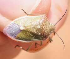 Image of Say's Stink Bug