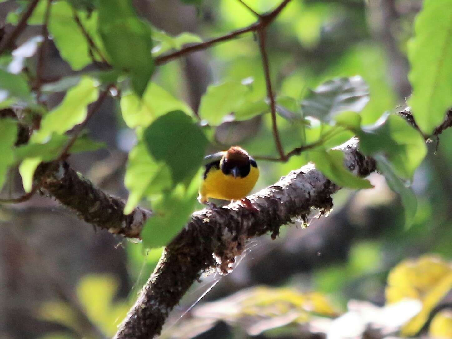 Image of Brown-capped Weaver