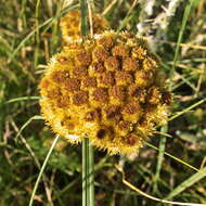 Plancia ëd Helichrysum cephaloideum DC.