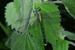 Asiagomphus hainanensis (Chao 1953) resmi