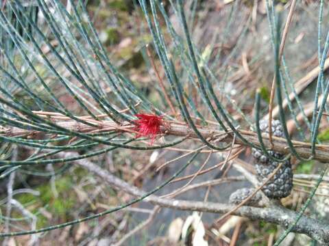 Image de Allocasuarina duncanii L. A. S. Johnson & D. I. Morris