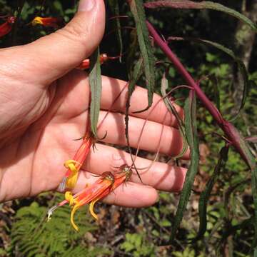 Imagem de Lobelia laxiflora Kunth