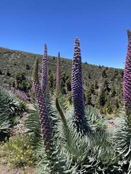 Image of <i>Echium perezii</i> Sprague