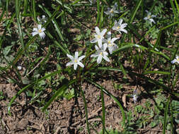 Image of Scilla nana (Schult. & Schult. fil.) Speta