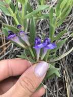 Image de Scutellaria brittonii Porter