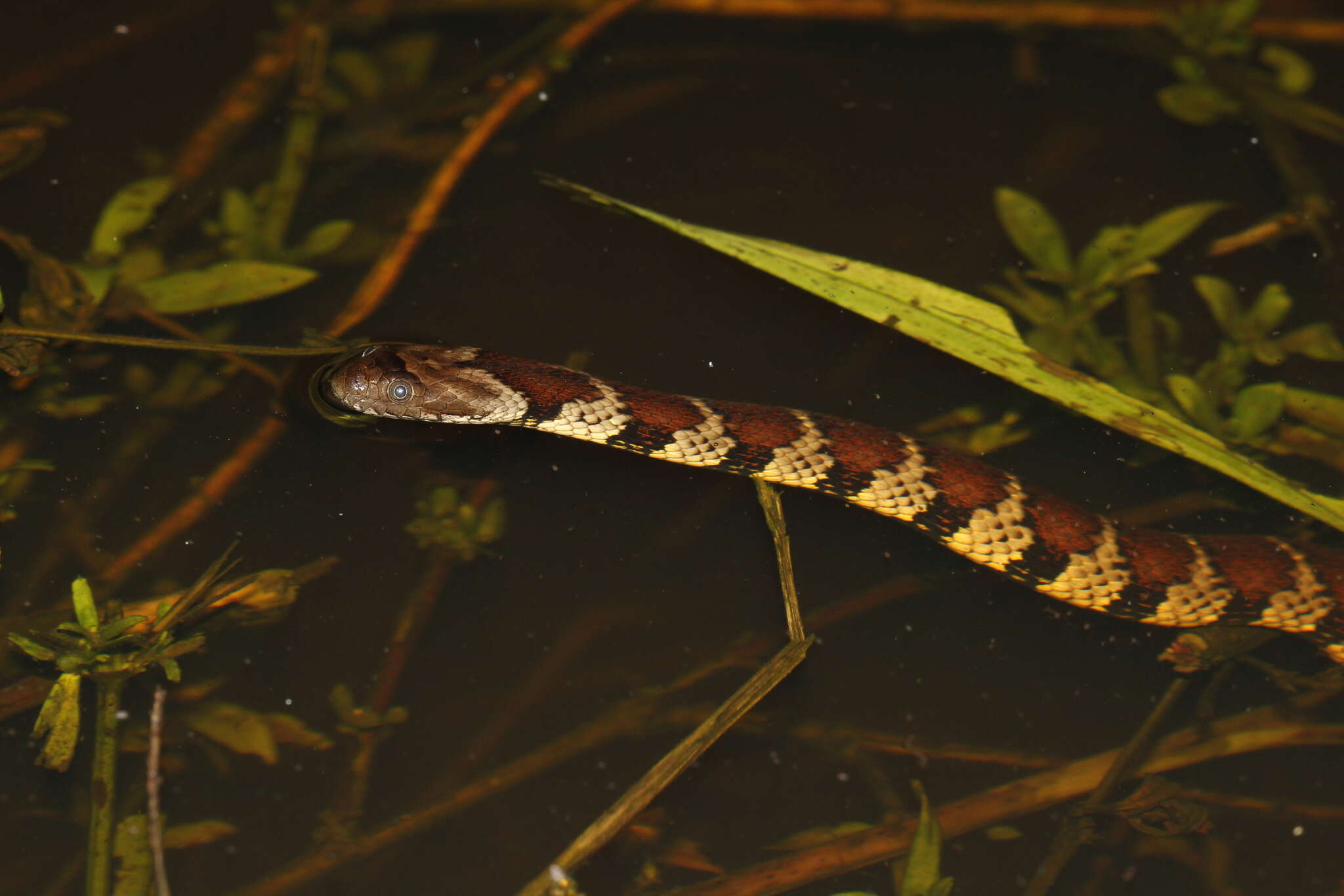 Image de Helicops angulatus (Linnaeus 1758)