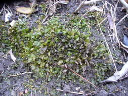 Image of fissidens moss