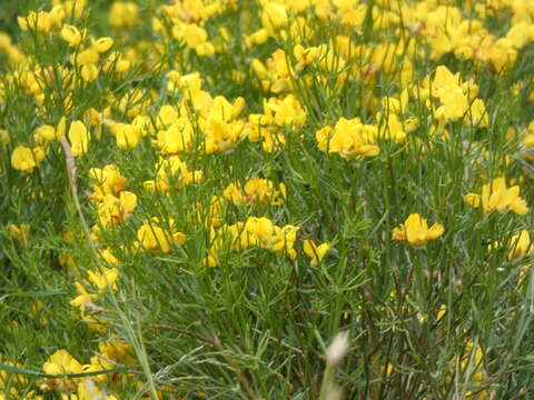 صورة Genista radiata (L.) Scop.