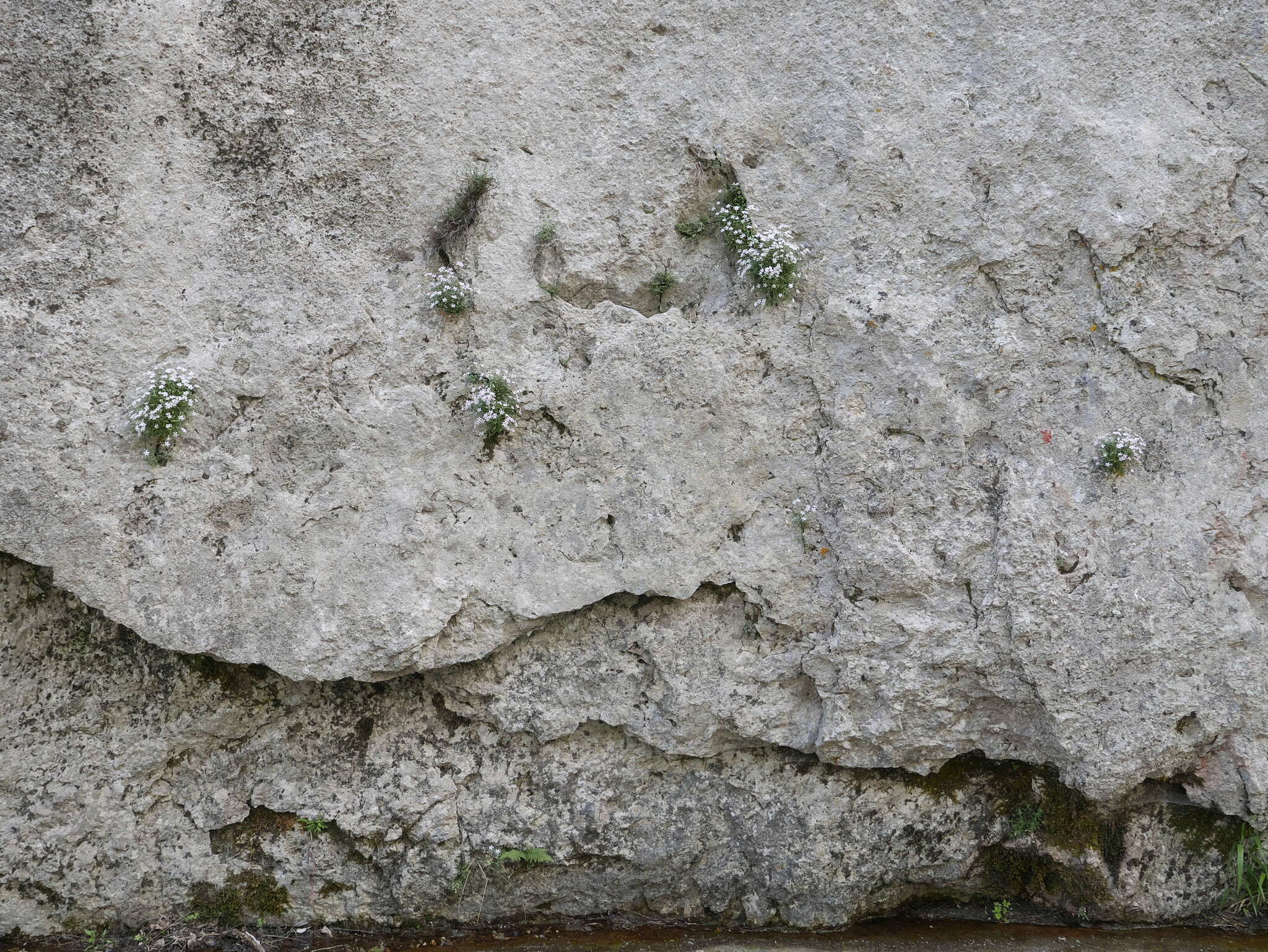 Image of Petrocoptis glaucifolia (Lag.) Pau