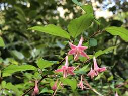 Lonicera gracilipes var. glabra Miq.的圖片