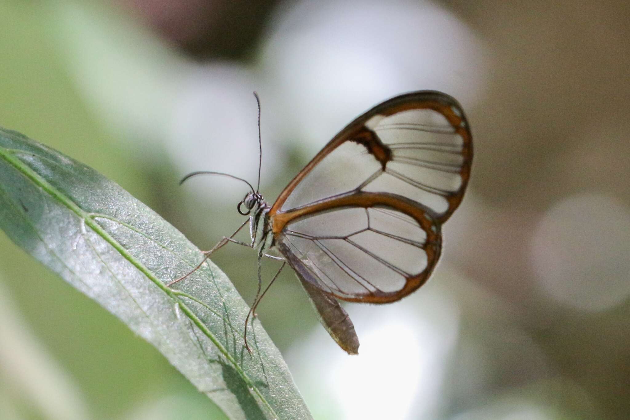 Image of Pseudoscada erruca Hewitson 1855