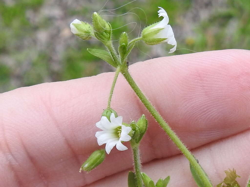 Image of Short-Stalk Mouse-Ear Chickweed