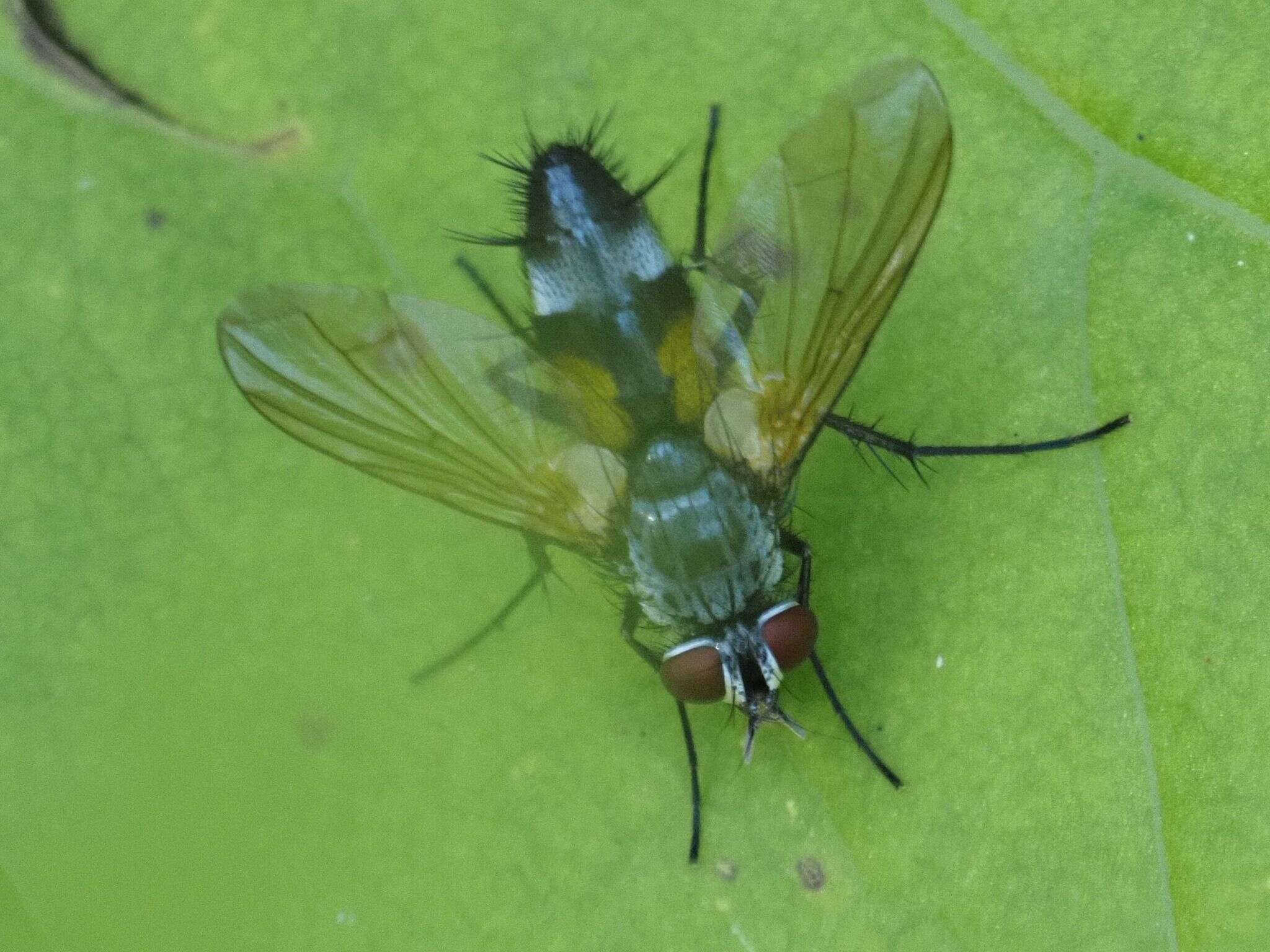 Atylostoma tricolor (Mik 1884)的圖片