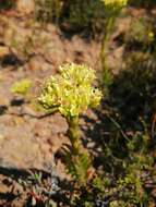 Crassula flava L. resmi