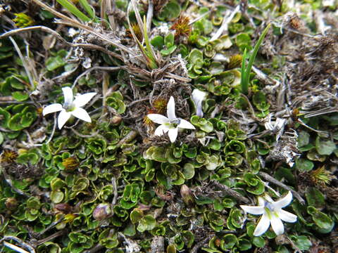 Imagem de Lobelia angulata G. Forst.