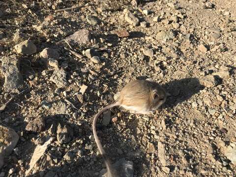 Image of Merriam's Kangaroo Rat