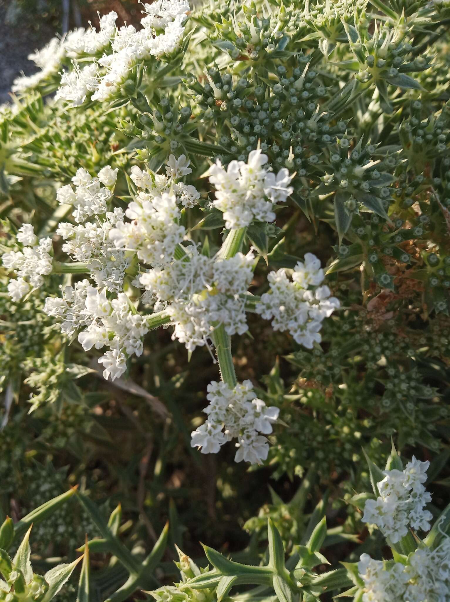 Image de Echinophora spinosa L.