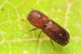 Image of Weevil