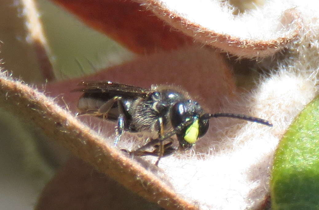 Imagem de Hylaeus difficilis (Perkins 1899)