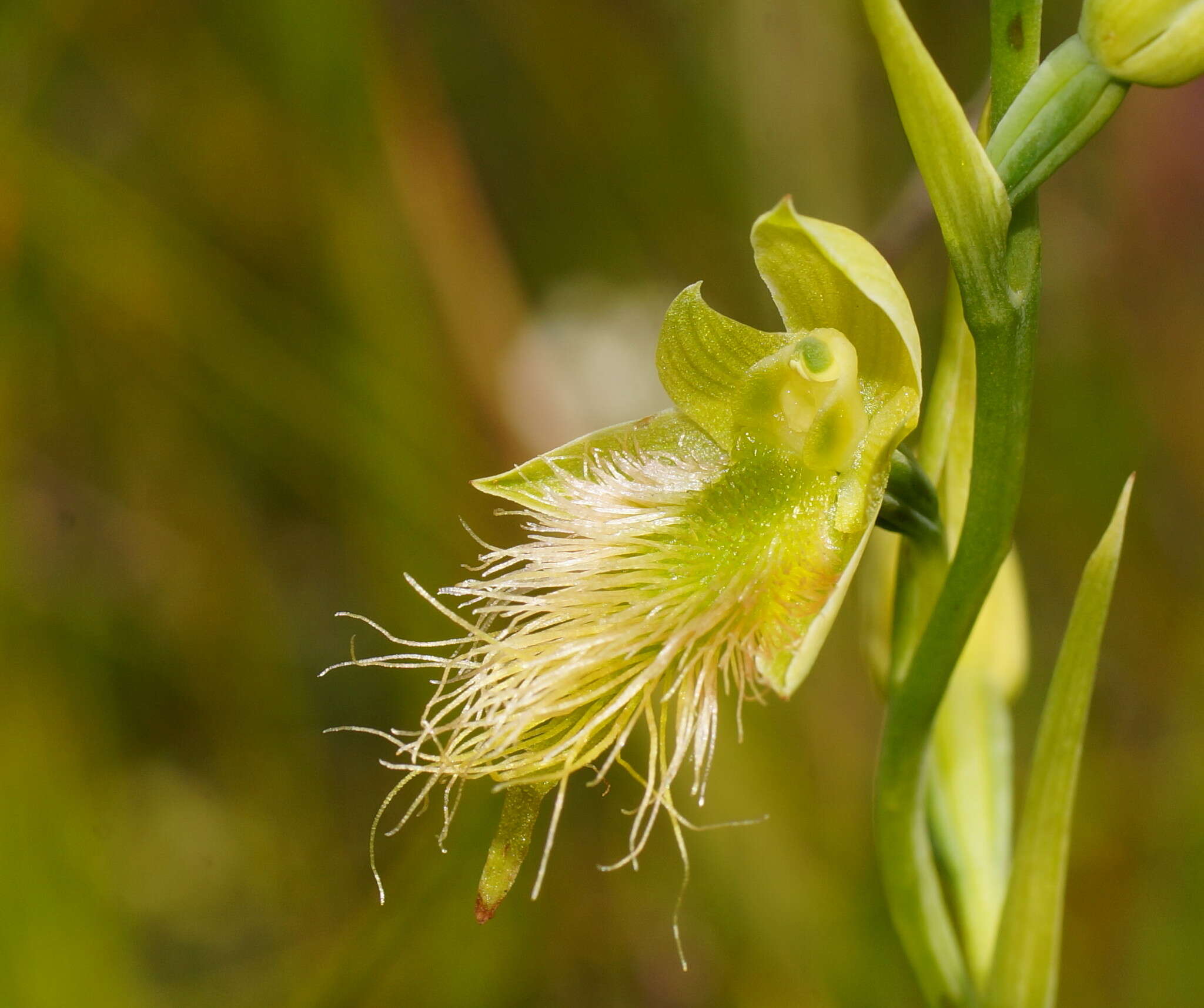 Calochilus paludosus R. Br.的圖片