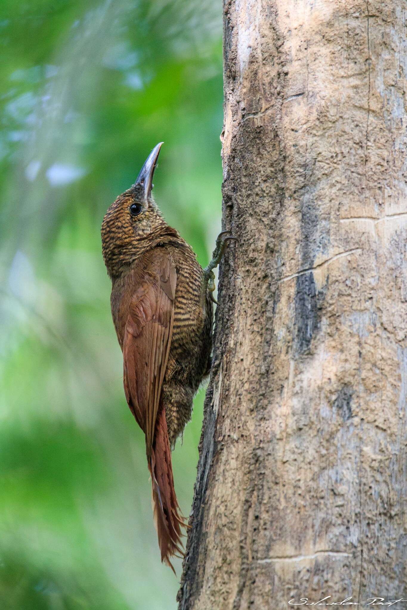 Image of Northern Barred Woodcreeper