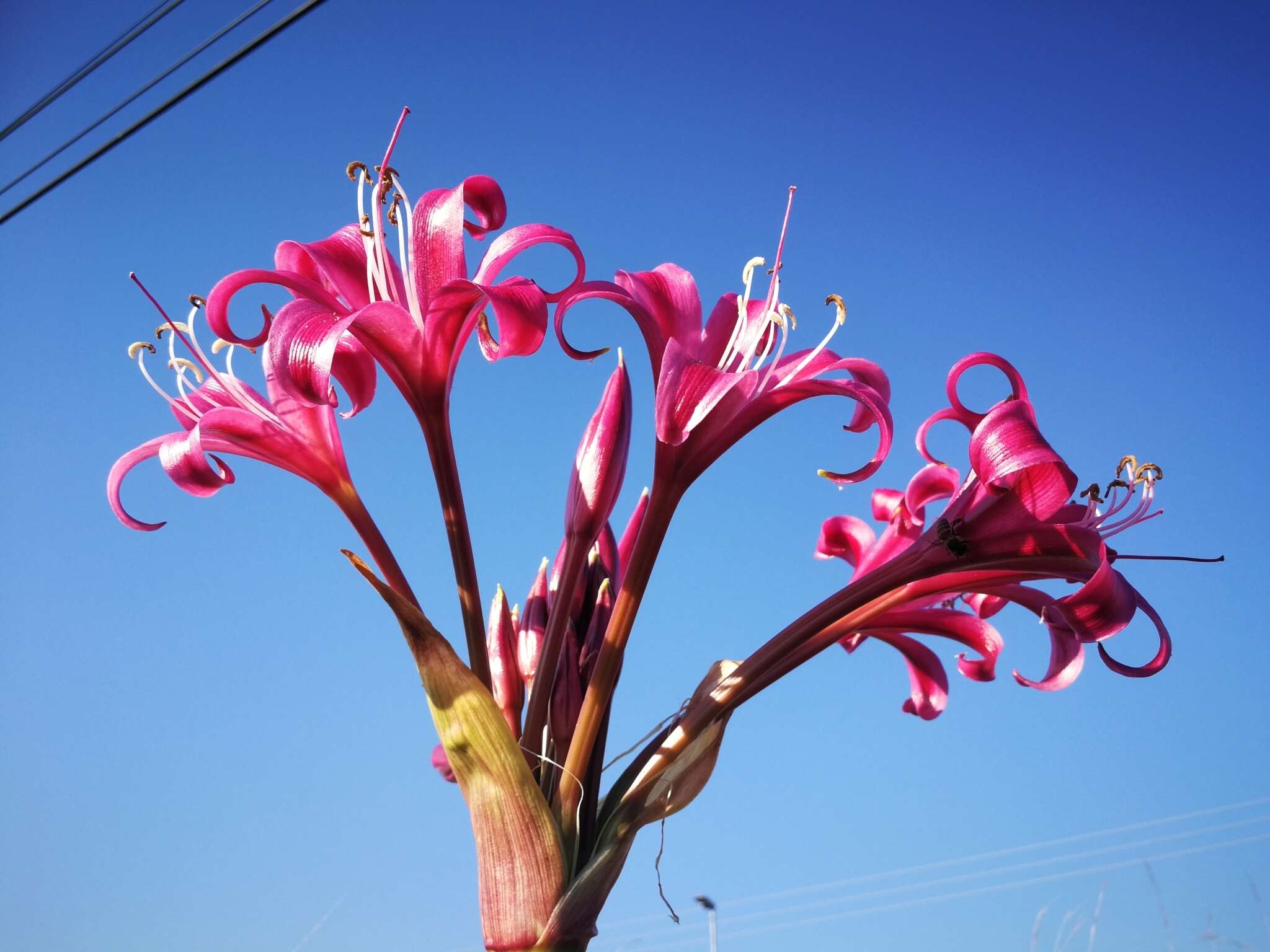 Image of Candy-striped crinum