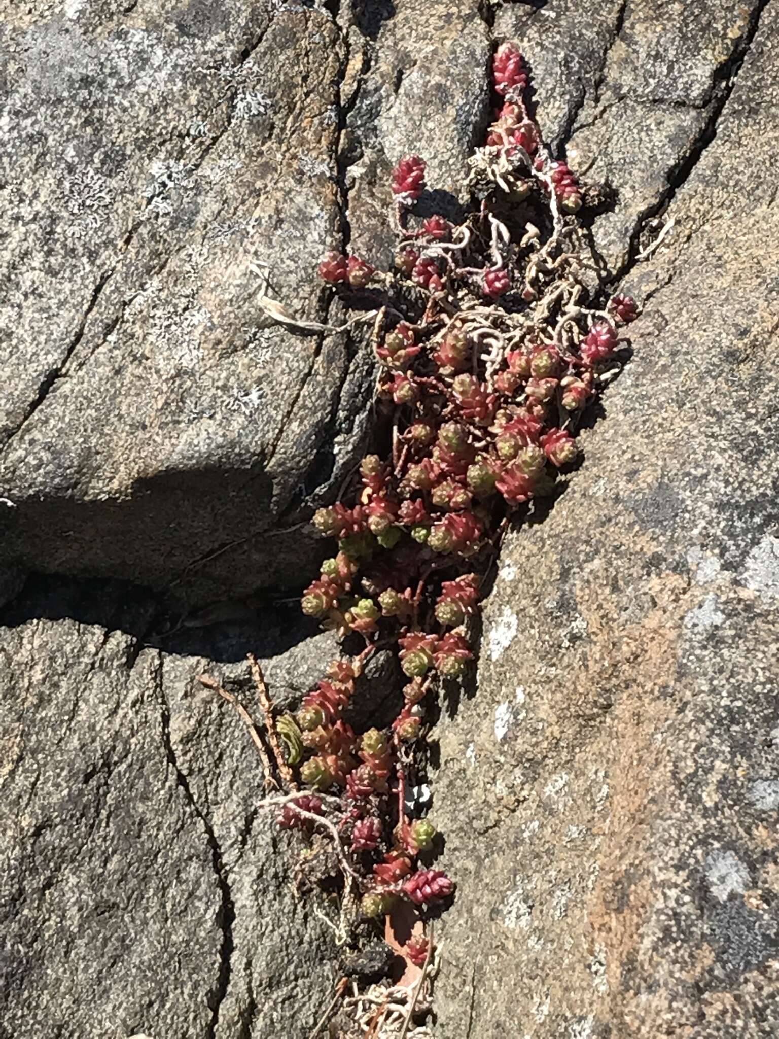 Image of White Stonecrop