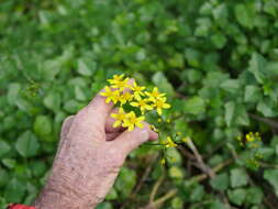 Plancia ëd Senecio angulatus L. fil.