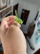 Image of Japanese broadwinged katydid