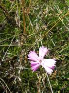 صورة Dianthus campestris M. Bieb.