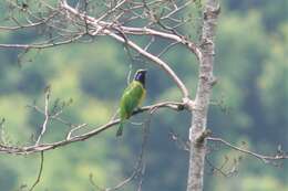 Image of Orange-bellied Leafbird