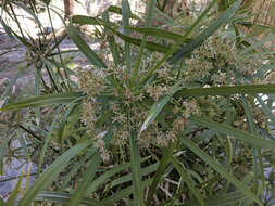 Image of Cyperus alternifolius subsp. flabelliformis Kük.